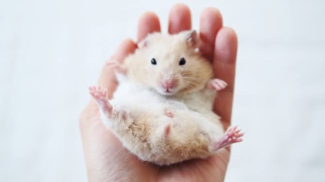 【気持ちいい!】撫でられると喜ぶ場所は?!