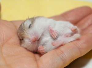 【昼間は寝させて!】ハムスターの運動ルーティン