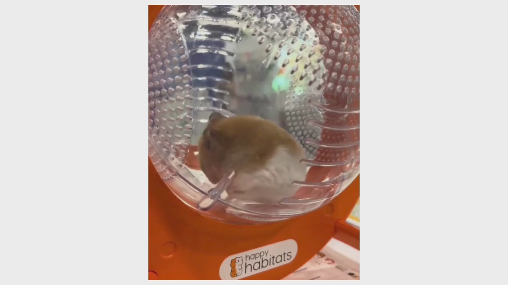 買ってはいけない！】ハムスターグッズ3選！ – mooksie